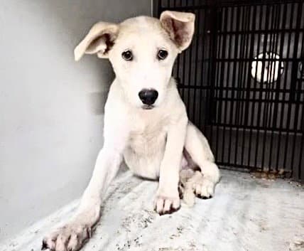 Unknown - Labrador Retriever
