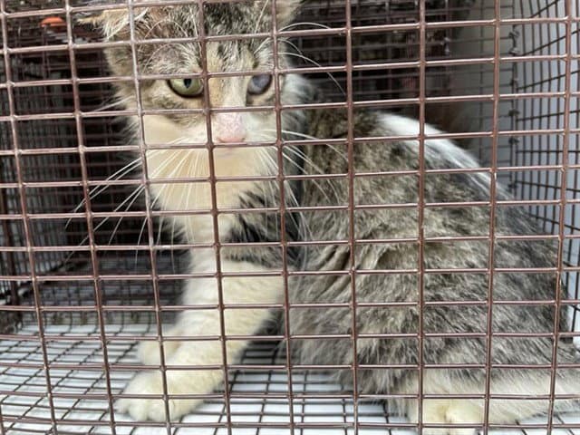 Unknown - Domestic Medium Hair