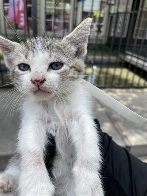 Unknown - Domestic Medium Hair