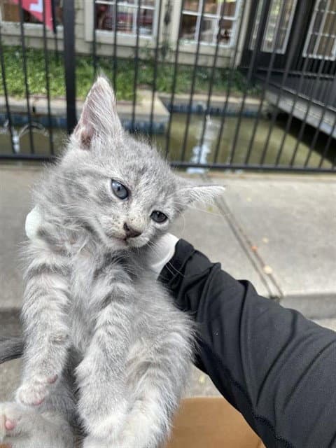 Unknown - Domestic Medium Hair