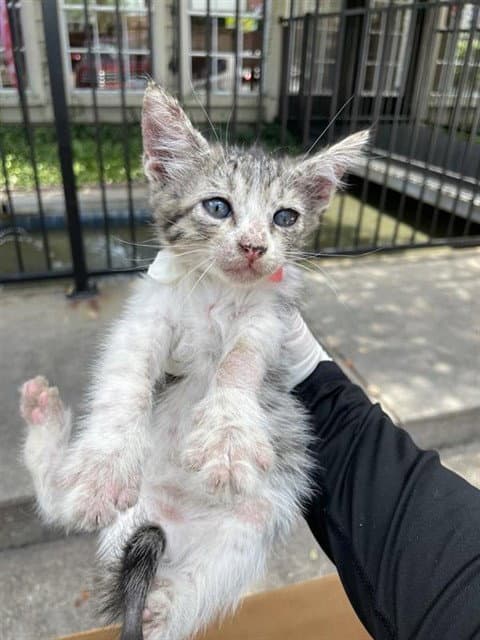 Unknown - Domestic Medium Hair