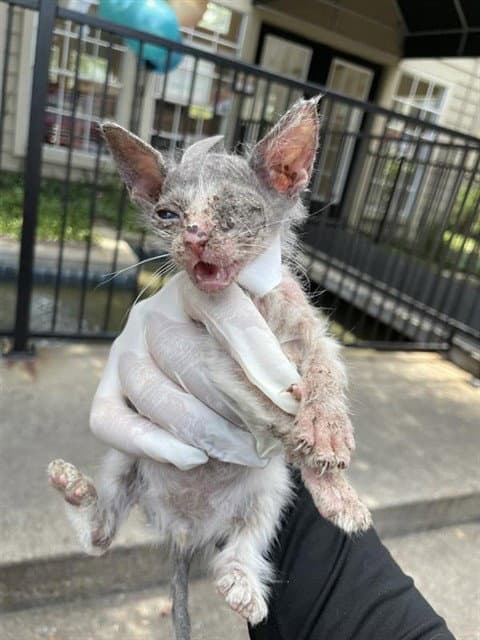 Unknown - Domestic Medium Hair