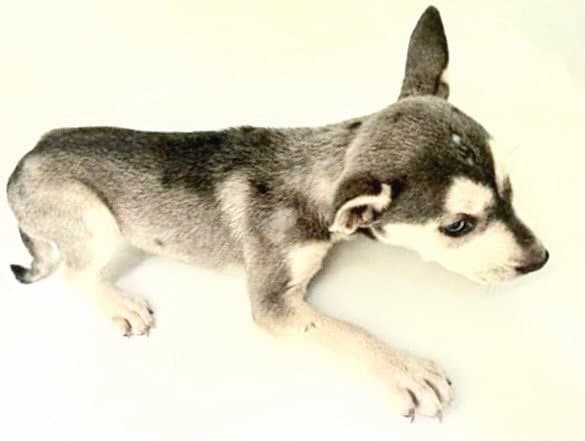 Unknown - Siberian Husky