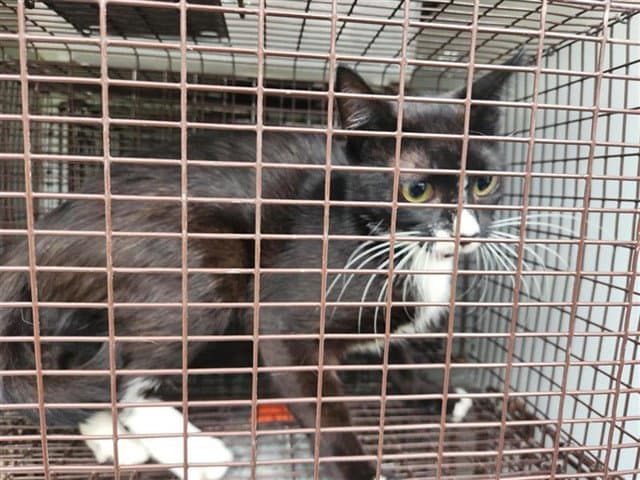 Unknown - Domestic Short Hair