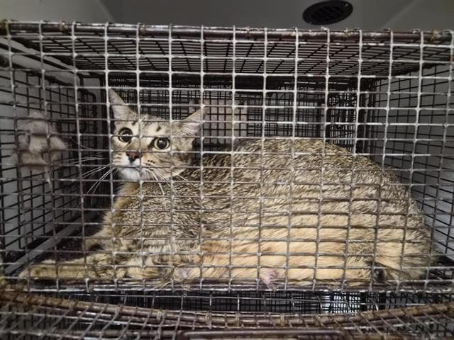 Unknown - Domestic Short Hair