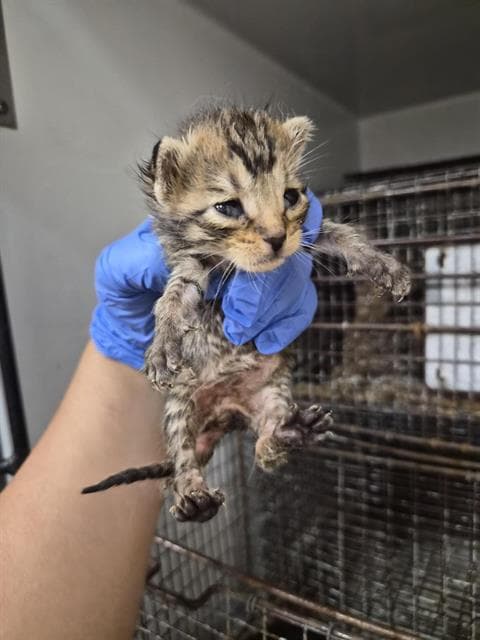 Unknown - Domestic Short Hair