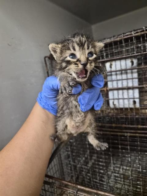 Unknown - Domestic Short Hair