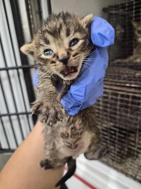 Unknown - Domestic Short Hair