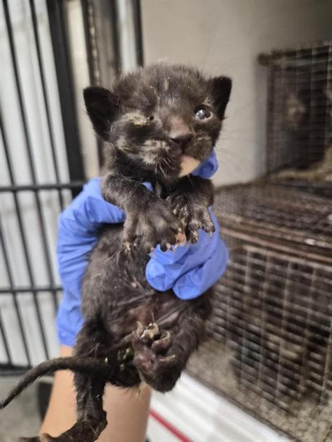 Unknown - Domestic Short Hair