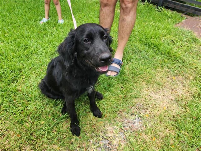 Unknown - Labrador Retriever