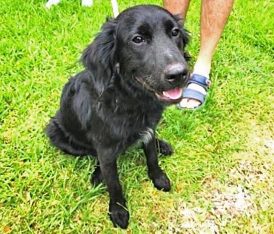 Unknown - Labrador Retriever