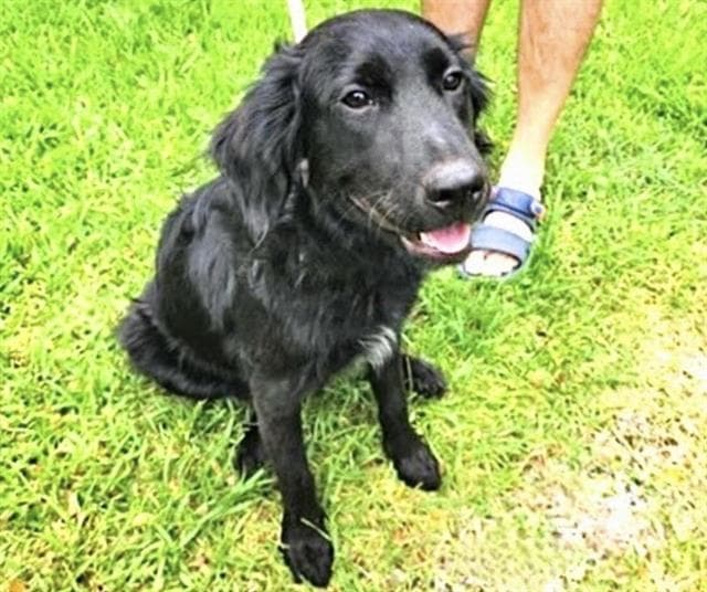Unknown - Labrador Retriever