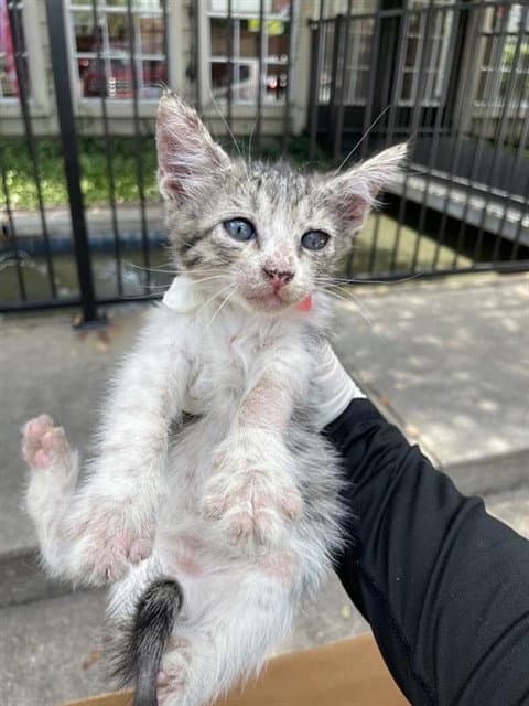 Unknown - Domestic Medium Hair