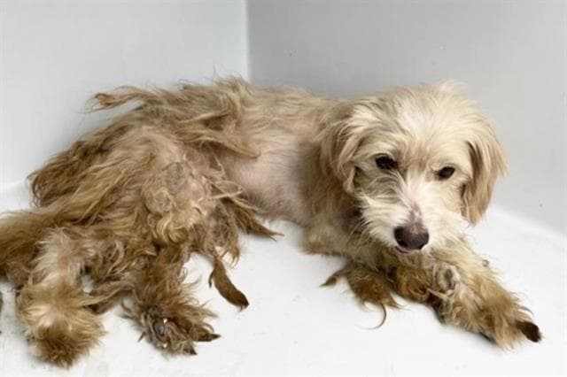 Unknown - Poodle (Miniature)
