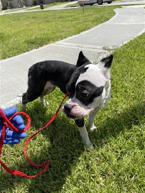 Unknown - Boston Terrier
