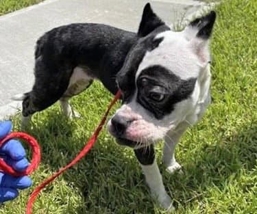 Unknown - Boston Terrier