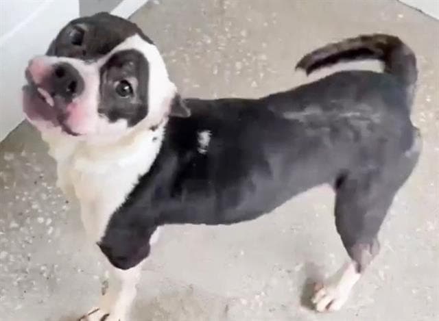 Unknown - Boston Terrier