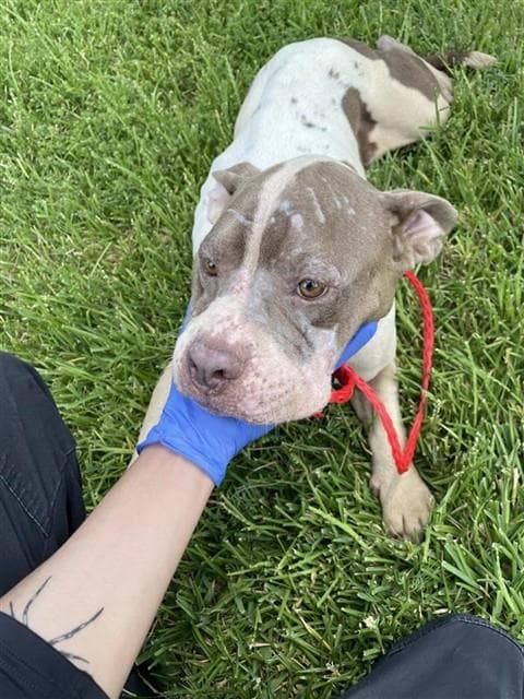 Unknown - Pit Bull Terrier