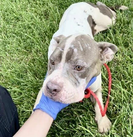 Unknown - Pit Bull Terrier