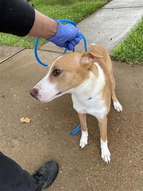 Unknown - Basenji
