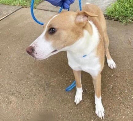 Unknown - Basenji