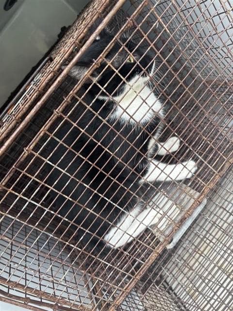 Unknown - Domestic Short Hair