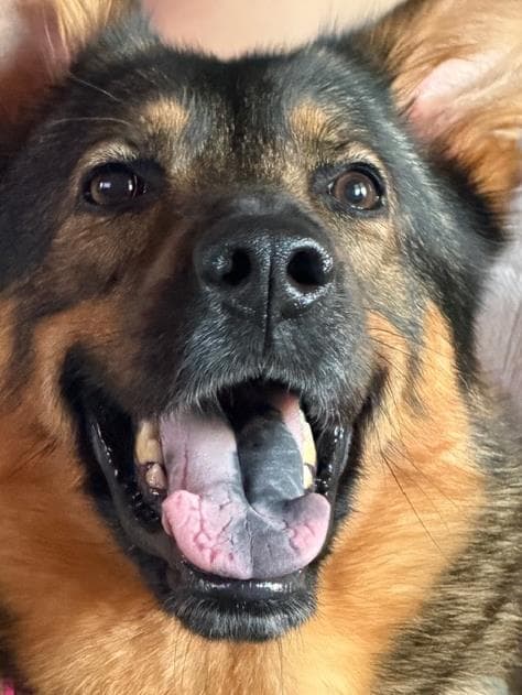 Nala - German Shepherd Dog