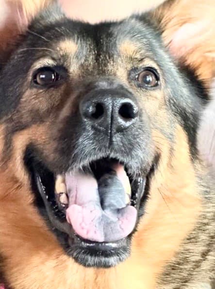 Nala - German Shepherd Dog