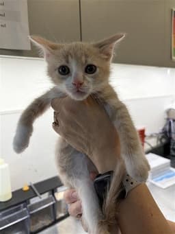 Unknown image 1