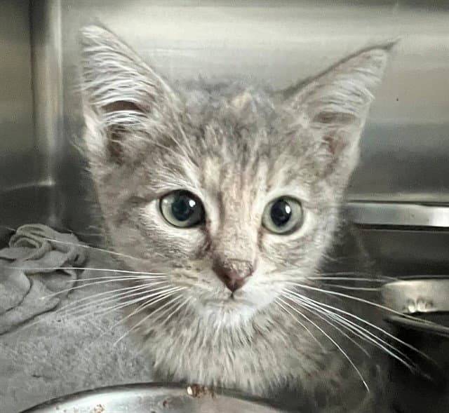 Suzie - Domestic Short Hair