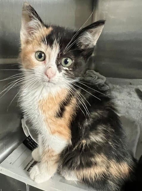 Sarah - Domestic Short Hair