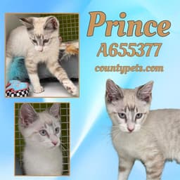 Prince image 1
