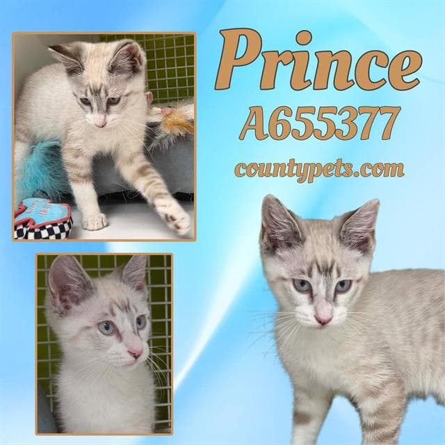 Prince - Domestic Short Hair