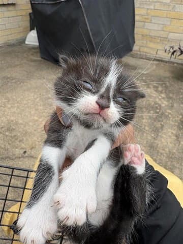 Doja - Domestic Short Hair