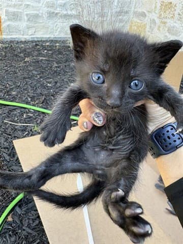 Unknown - Domestic Short Hair