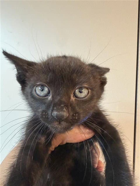 T'challa - Domestic Short Hair
