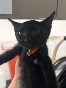 Mango image 1