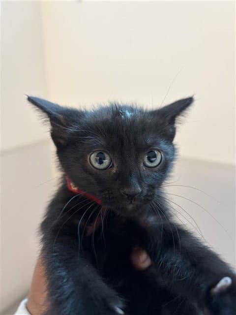 Chibi - Domestic Short Hair
