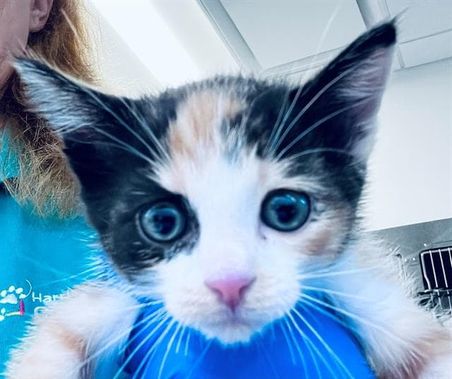 Alexis - Domestic Short Hair