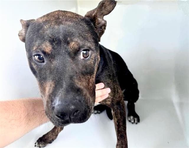 Unknown - Plott Hound