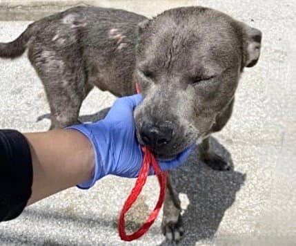 Unknown - Pit Bull Terrier
