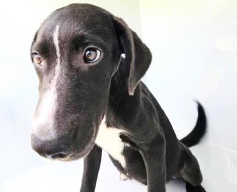 Unknown - Labrador Retriever