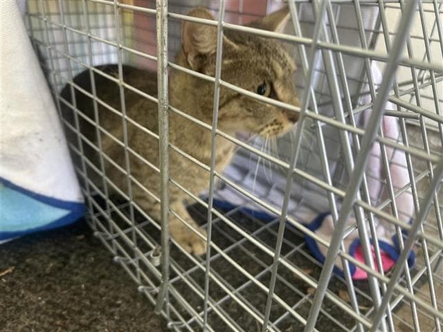 Unknown - Domestic Short Hair