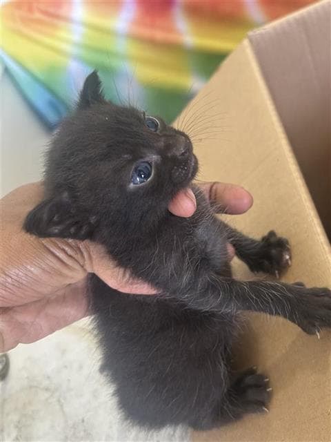 Unknown - Domestic Short Hair
