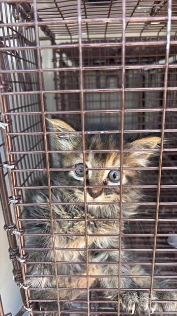 Unknown - Domestic Short Hair