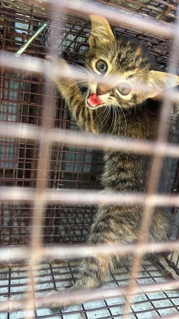 Unknown - Domestic Short Hair