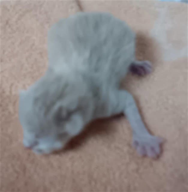 Unknown - Domestic Short Hair