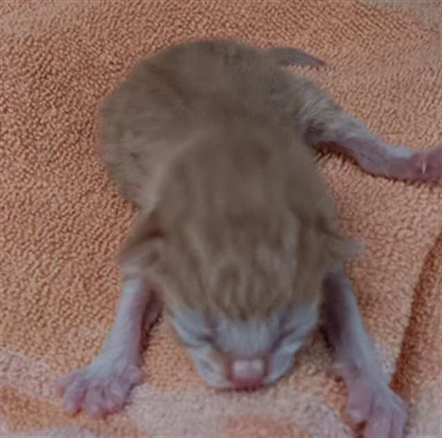 Unknown - Domestic Short Hair