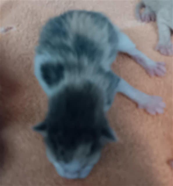 Unknown - Domestic Short Hair