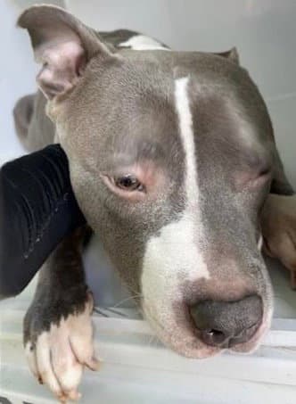 Unknown - Pit Bull Terrier